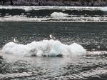 Prince William Sound 26 Glacier Cruise